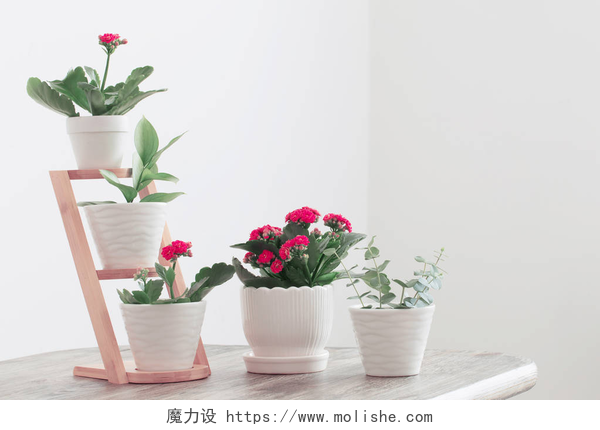 木桌上的室内植物木桌子上白色墙壁上的室内植物 